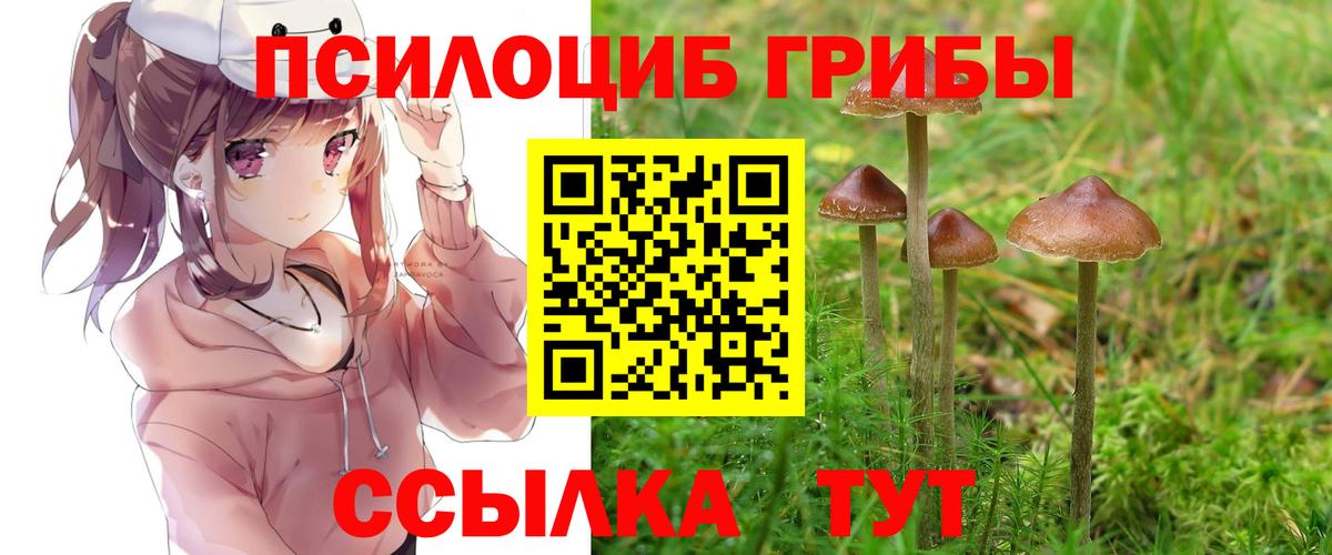 Псилоцибиновые грибы Psilocybe Дербент